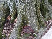 Ganoderma lucidum image