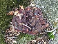 Ganoderma lucidum image