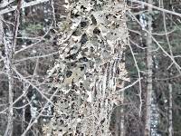 Lobaria pulmonaria image