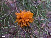 Gymnosporangium juniperi-virginianae image