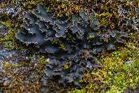 Peltigera collina image