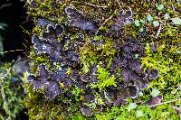 Image of Peltigera praetextata