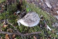 Amanita nothofagi image