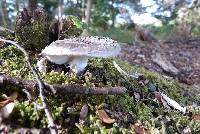 Amanita nothofagi image