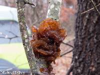 Tremella foliacea image