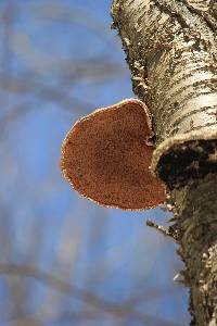 Fomitopsis betulina image