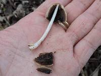 Coprinus comatus image