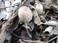 Coprinus comatus image