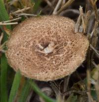 Polyporus arcularius image