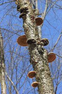 Piptoporus betulinus image