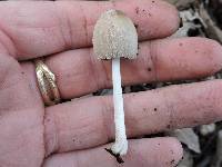 Coprinus comatus image