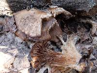 Armillaria solidipes image