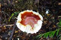 Amanita muscaria image