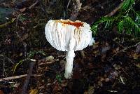 Amanita muscaria image