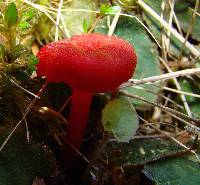 Hygrocybe miniata image