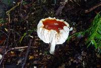 Amanita muscaria image