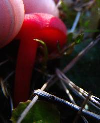 Hygrocybe miniata image