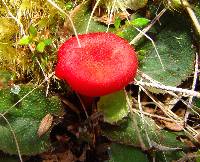 Hygrocybe miniata image