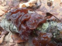 Tremella foliacea image