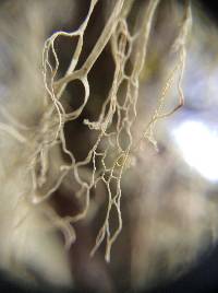 Ramalina menziesii image