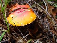 Amanita muscaria image