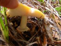 Amanita muscaria image