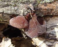 Auricularia auricula-judae image