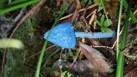 Entoloma hochstetteri image