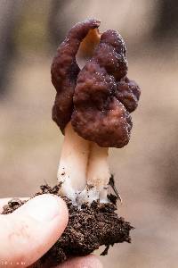 Gyromitra infula image