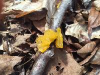 Tremella mesenterica image