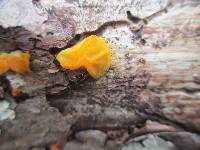 Tremella mesenterica image