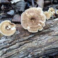 Polyporus arcularius image