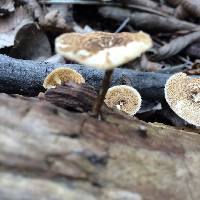 Polyporus arcularius image