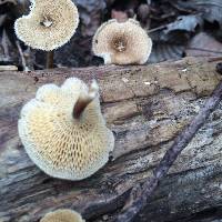 Polyporus arcularius image