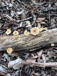 Polyporus arcularius image