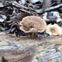 Polyporus arcularius image