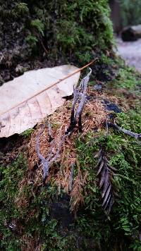 Xylaria hypoxylon image