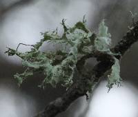 Ramalina canariensis image