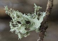 Ramalina canariensis image