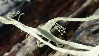 Ramalina menziesii image