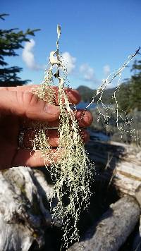 Ramalina menziesii image