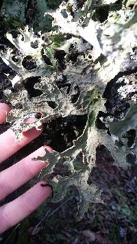 Lobaria pulmonaria image