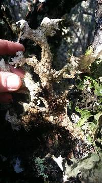 Lobaria pulmonaria image