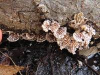 Schizophyllum commune image