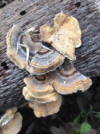 Trametes versicolor image