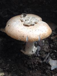 Amanita velosa image