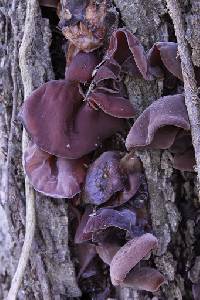 Auricularia auricula-judae image