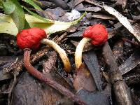 Leratiomyces erythrocephalus image