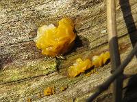 Tremella mesenterica image