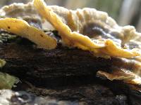 Trametes versicolor image